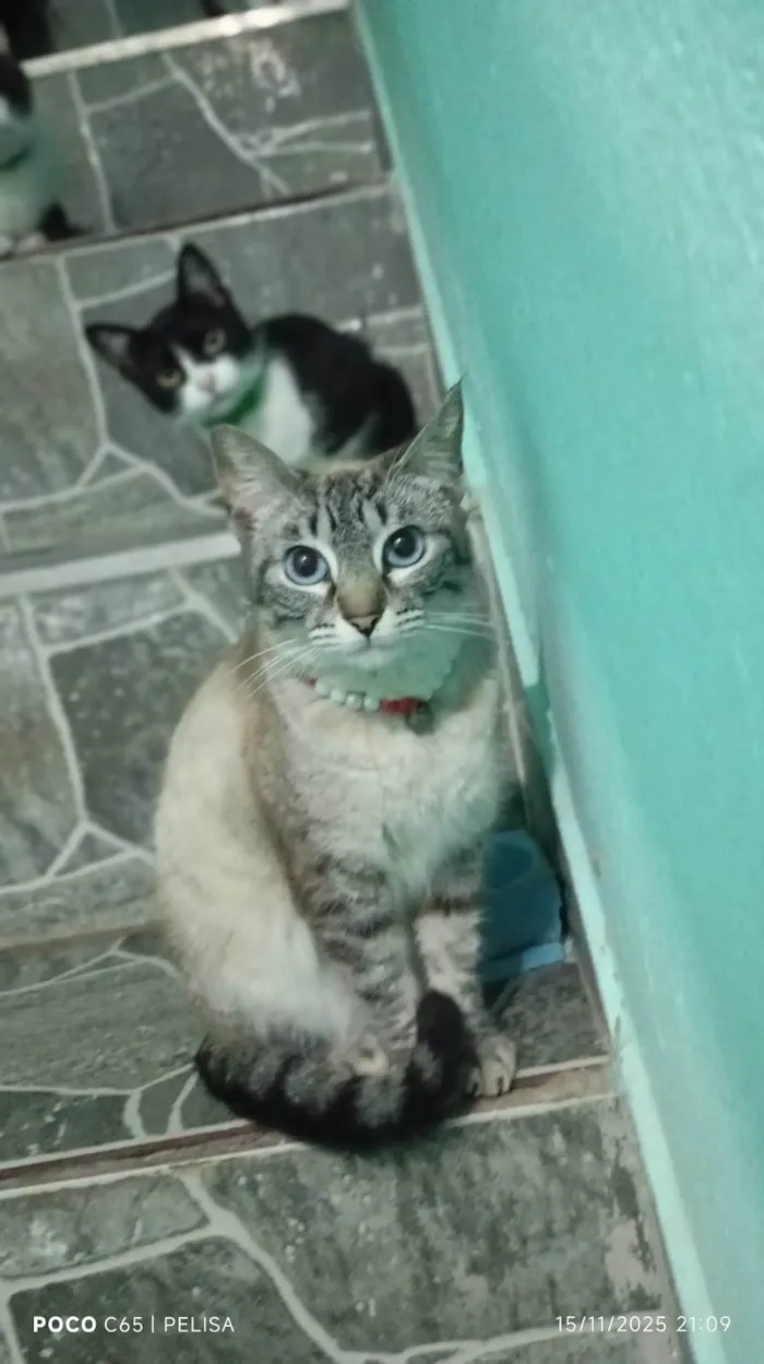 Gato raça Exótico idade 7 a 11 meses nome Diversos