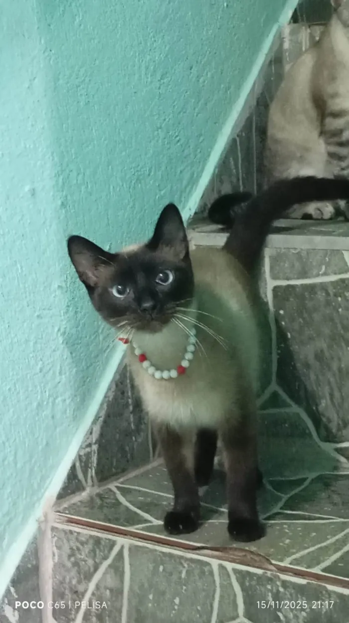 Gato raça Exótico idade 7 a 11 meses nome Diversos