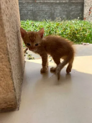 Gato raça SRD-ViraLata idade 2 a 6 meses nome chiquinho