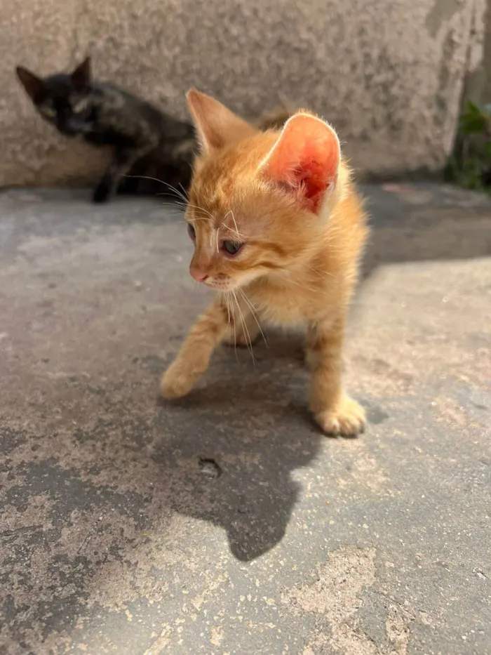 Gato raça SRD-ViraLata idade 2 a 6 meses nome chiquinho