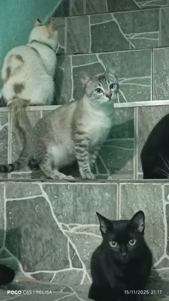 Gato raça Exótico idade 7 a 11 meses nome Outros