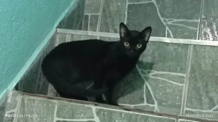 Gato raça Angorá idade 7 a 11 meses nome Outros