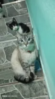 Gato raça SRD-ViraLata idade 7 a 11 meses nome Sem nome