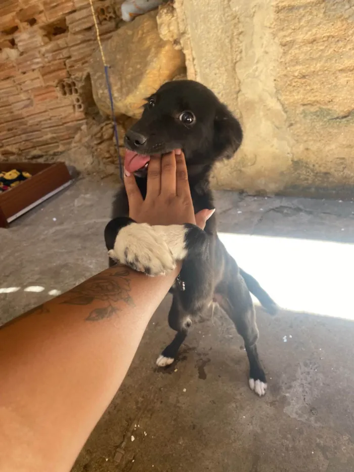 Cachorro raça SRD-ViraLata idade 2 a 6 meses nome Luna 