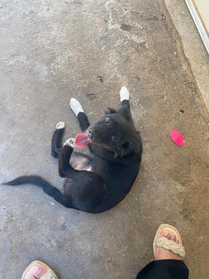 Cachorro raça SRD-ViraLata idade 2 a 6 meses nome Luna 