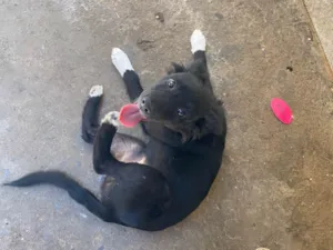 Cachorro raça SRD-ViraLata idade 2 a 6 meses nome Luna 