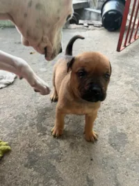 Cachorro raça SRD-ViraLata idade 2 a 6 meses nome Pandora 