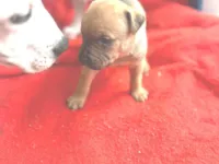 Cachorro raça SRD-ViraLata idade 2 a 6 meses nome Pandora 