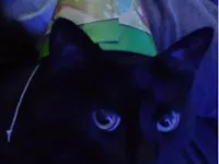 Gato raça SRD-ViraLata idade 4 anos nome Smoke