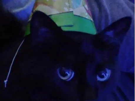 Gato raça SRD-ViraLata idade 4 anos nome Smoke