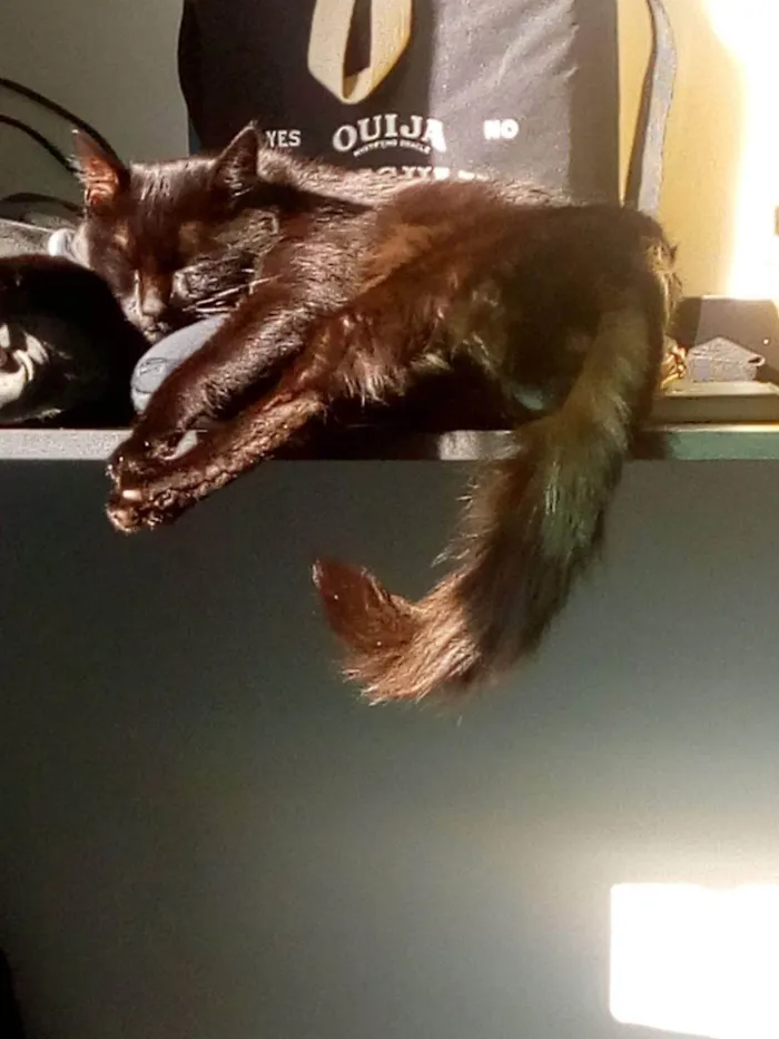 Gato raça SRD-ViraLata idade 4 anos nome Smoke