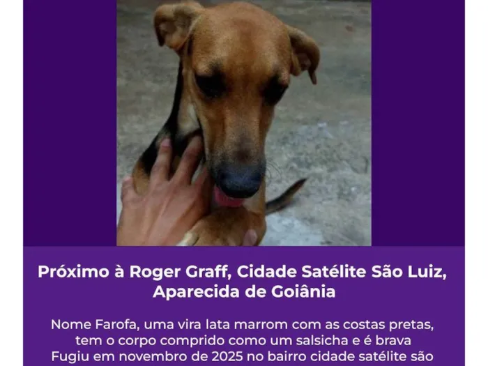 Cachorro raça SRD-ViraLata idade 3 anos nome Farofa 