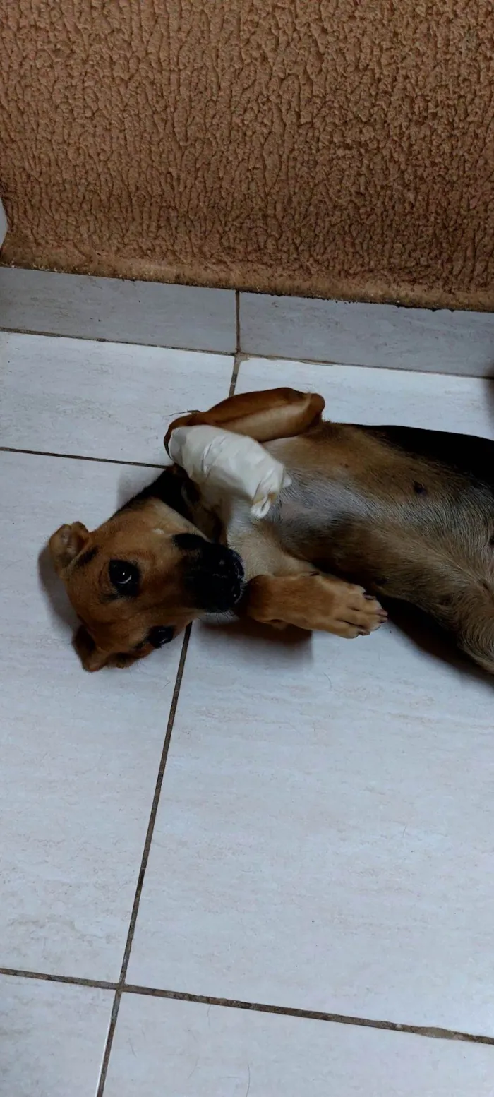 Cachorro raça SRD-ViraLata idade 3 anos nome Farofa 