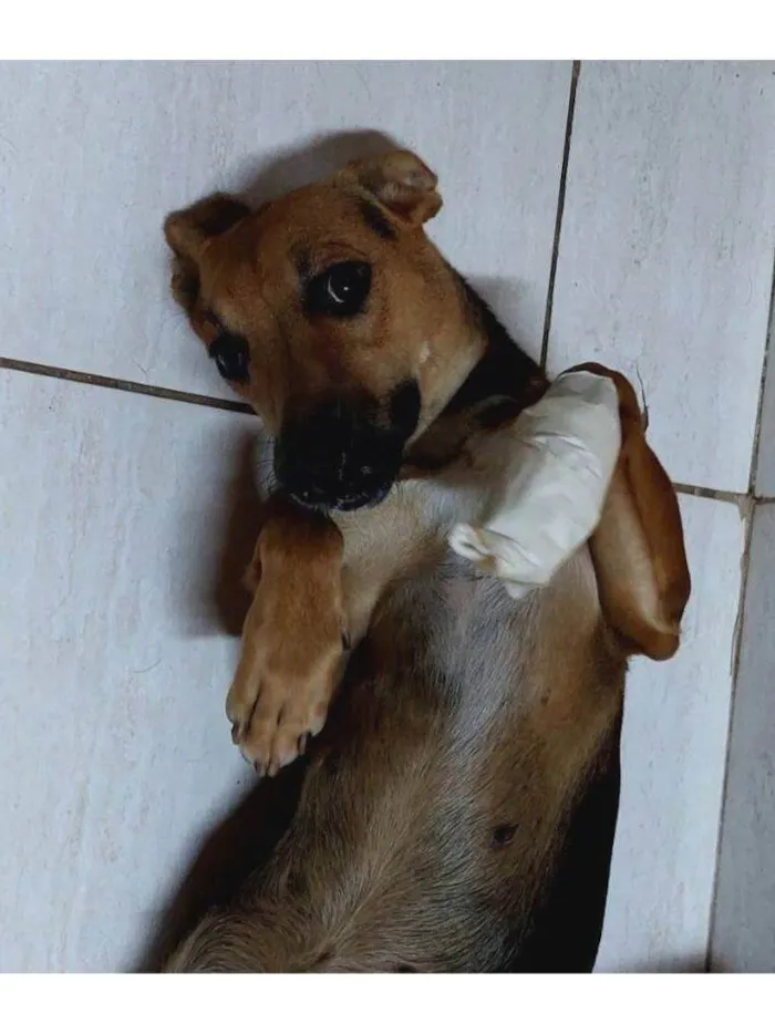 Cachorro raça SRD-ViraLata idade 3 anos nome Farofa 