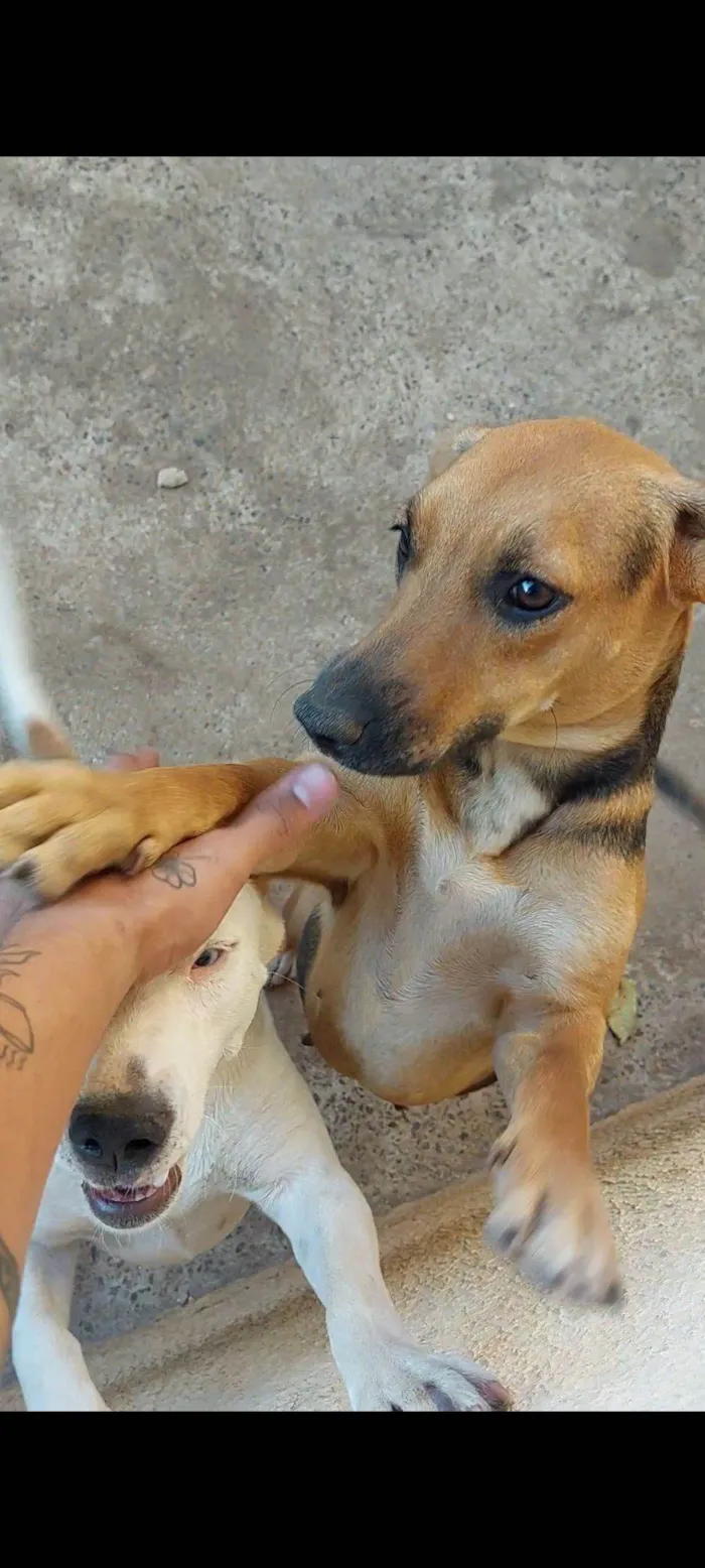 Cachorro raça SRD-ViraLata idade 3 anos nome Farofa 