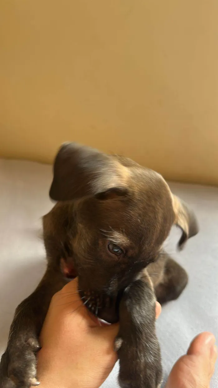Cachorro raça SRD-ViraLata idade 2 a 6 meses nome Ainda não tem 