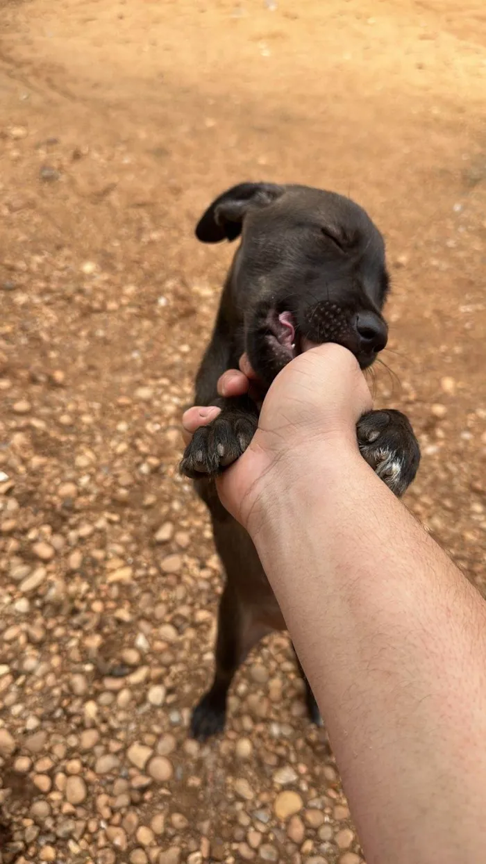 Cachorro raça SRD-ViraLata idade 2 a 6 meses nome Ainda não tem 
