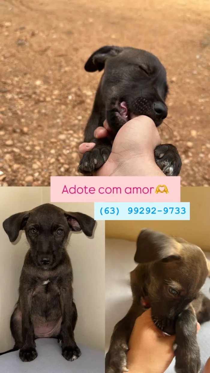 Cachorro raça SRD-ViraLata idade 2 a 6 meses nome Ainda não tem 