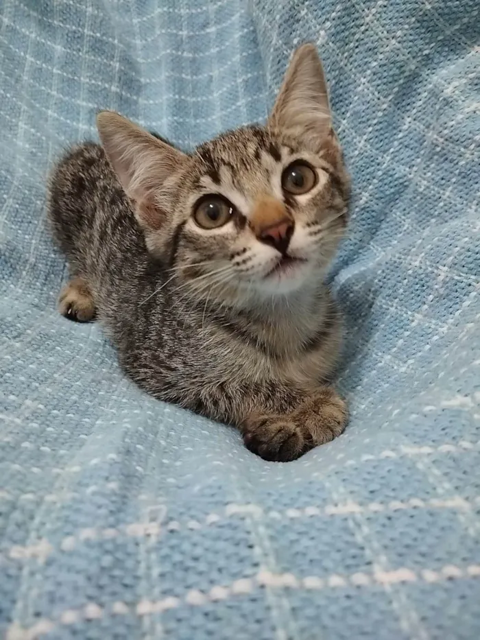 Gato raça SRD-ViraLata idade Abaixo de 2 meses nome Gatinha
