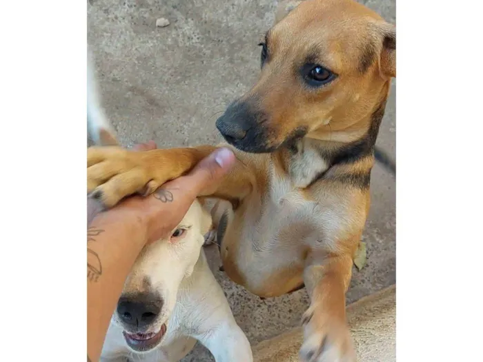 Cachorro raça SRD-ViraLata idade 3 anos nome Farofa 