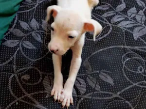 Cachorro raça Dogue Alemão idade Abaixo de 2 meses nome Apolo