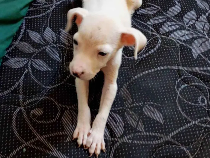 Cachorro raça Dogue Alemão idade Abaixo de 2 meses nome Apolo