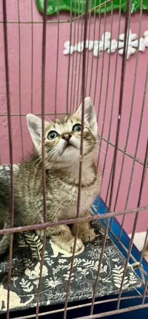 Gato raça SRD-ViraLata idade Abaixo de 2 meses nome Neca e Nino