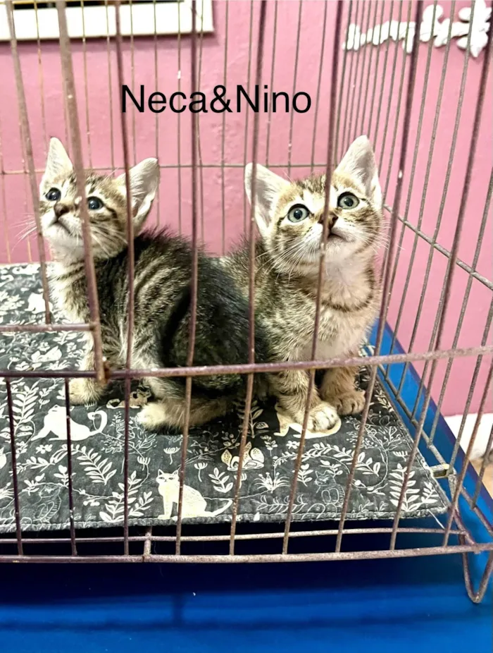 Gato raça SRD-ViraLata idade Abaixo de 2 meses nome Neca e Nino
