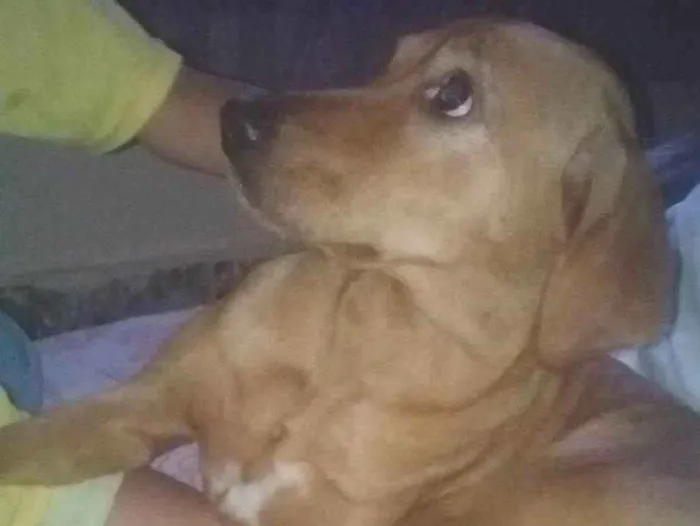 Cachorro raça SRD-ViraLata idade 5 anos nome mayya