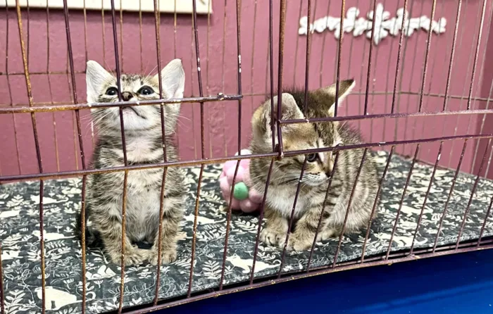 Gato raça SRD-ViraLata idade Abaixo de 2 meses nome Neca e Nino