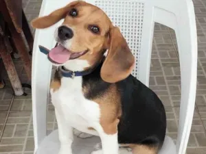 Cachorro raça SRD-ViraLata idade 7 a 11 meses nome Pingo