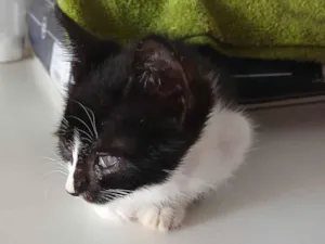 Gato raça SRD-ViraLata idade Abaixo de 2 meses nome Faísca 