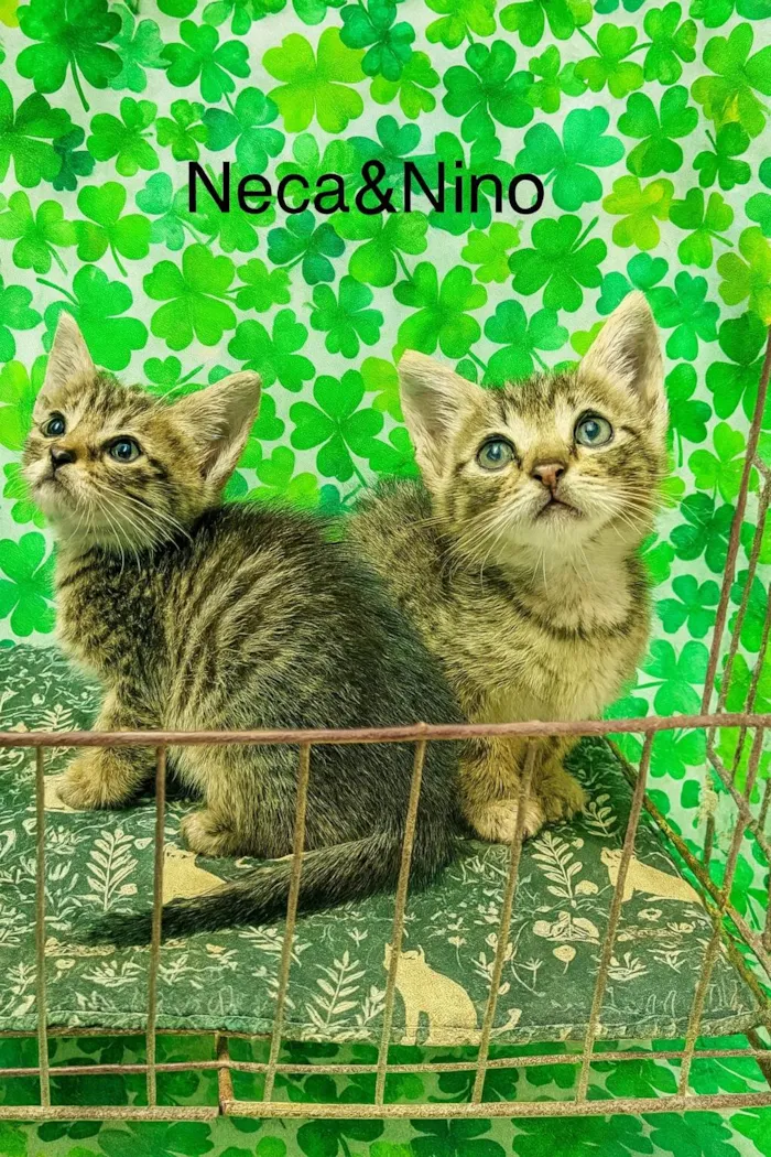Gato raça SRD-ViraLata idade Abaixo de 2 meses nome Neca e Nino