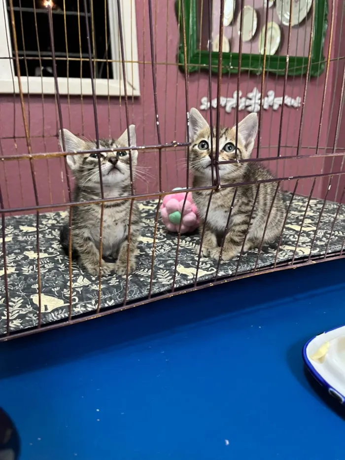Gato raça SRD-ViraLata idade Abaixo de 2 meses nome Neca e Nino