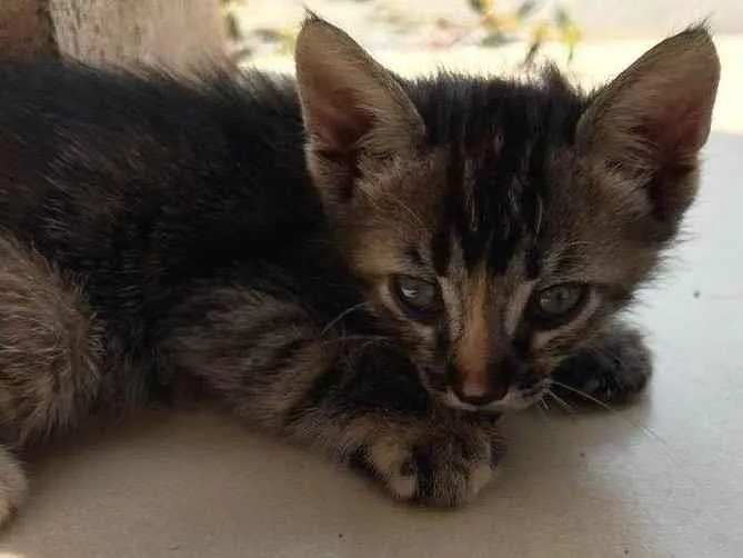 Gato raça SRD-ViraLata idade 2 a 6 meses nome sem nome