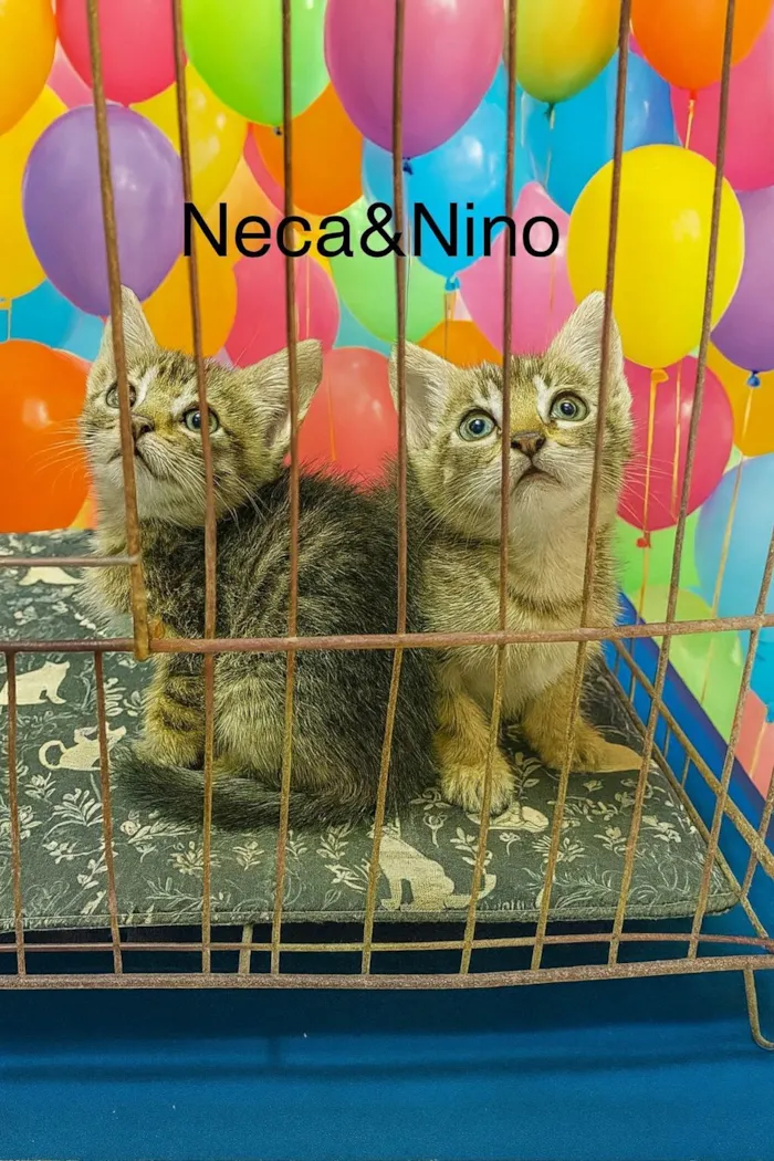 Neca e Nino