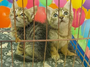 Gato raça SRD-ViraLata idade Abaixo de 2 meses nome Neca e Nino