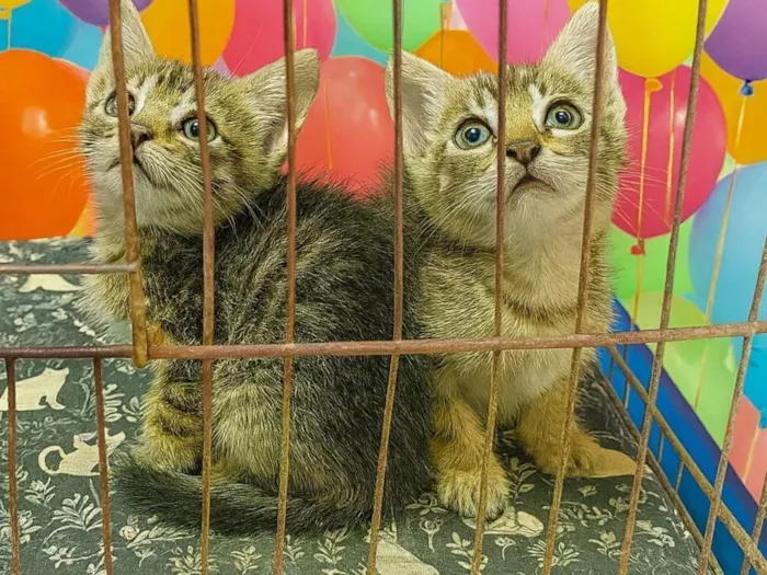 Gato raça SRD-ViraLata idade Abaixo de 2 meses nome Neca e Nino