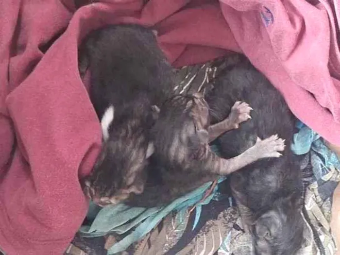 Gato raça SRD-ViraLata idade Abaixo de 2 meses nome KATTY SAMERSON CARVALHO