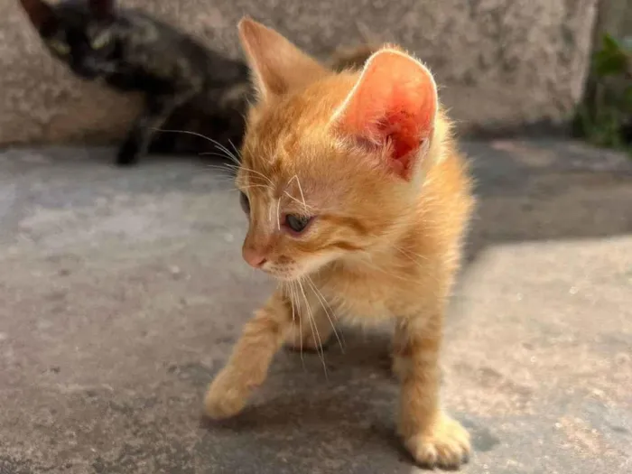 Gato raça SRD-ViraLata idade 2 a 6 meses nome chiquinho