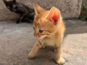 Gato raça SRD-ViraLata idade 2 a 6 meses nome chiquinho