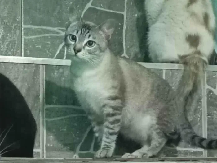 Gato raça Exótico idade 7 a 11 meses nome Outros