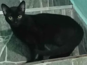 Gato raça Angorá idade 7 a 11 meses nome Outros