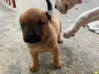 Cachorro raça SRD-ViraLata idade 2 a 6 meses nome Pandora 