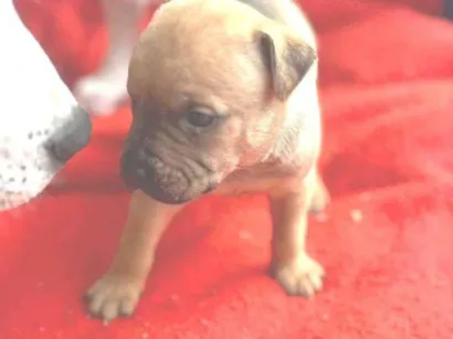 Cachorro raça SRD-ViraLata idade 2 a 6 meses nome Pandora 