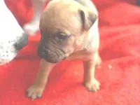 Cachorro raça SRD-ViraLata idade 2 a 6 meses nome Pandora 