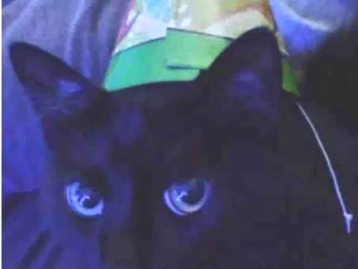 Gato raça SRD-ViraLata idade 4 anos nome Smoke