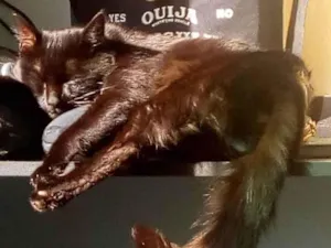 Gato raça SRD-ViraLata idade 4 anos nome Smoke