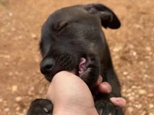 Cachorro raça SRD-ViraLata idade 2 a 6 meses nome Ainda não tem 