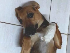 Cachorro raça SRD-ViraLata idade 3 anos nome Farofa 